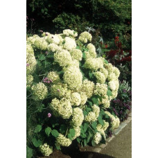Гортензія деревовидна Грандіфлора | Hydrangea arborescens Grandiflora | Гортензия древовидная Грандифлора