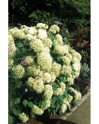 Гортензія деревовидна Грандіфлора | Hydrangea arborescens Grandiflora | Гортензия древовидная Грандифлора