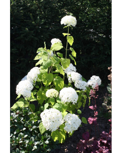 Гортензія деревовидна Грандіфлора | Hydrangea arborescens Grandiflora | Гортензия древовидная Грандифлора