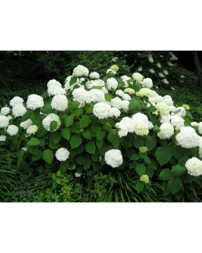 Гортензія деревовидна Грандіфлора | Hydrangea arborescens Grandiflora | Гортензия древовидная Грандифлора