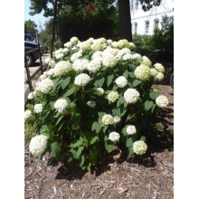 Гортензія деревовидна Грандіфлора | Hydrangea arborescens Grandiflora | Гортензия древовидная Грандифлора