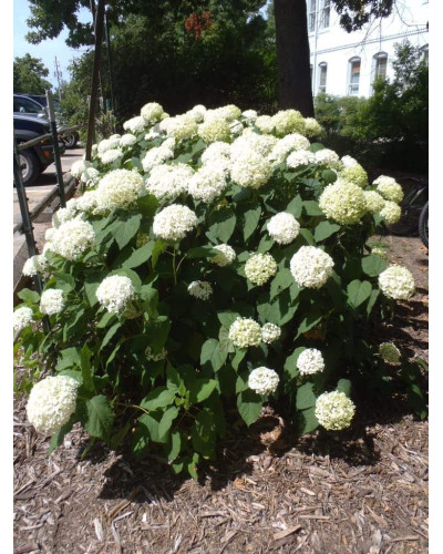 Гортензія деревовидна Грандіфлора | Hydrangea arborescens Grandiflora | Гортензия древовидная Грандифлора