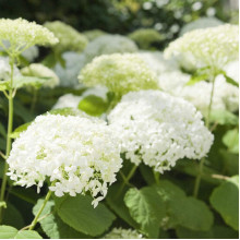 Гортензія деревовидна Грандіфлора | Hydrangea arborescens Grandiflora | Гортензия древовидная Грандифлора