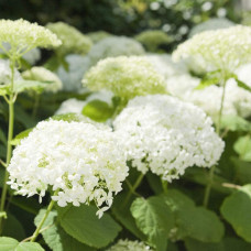 Гортензія деревовидна Грандіфлора | Hydrangea arborescens Grandiflora | Гортензия древовидная Грандифлора