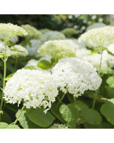 Гортензія деревовидна Грандіфлора | Hydrangea arborescens Grandiflora | Гортензия древовидная Грандифлора