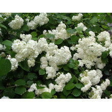 Гортензія деревовидна Грандіфлора | Hydrangea arborescens Grandiflora | Гортензия древовидная Грандифлора