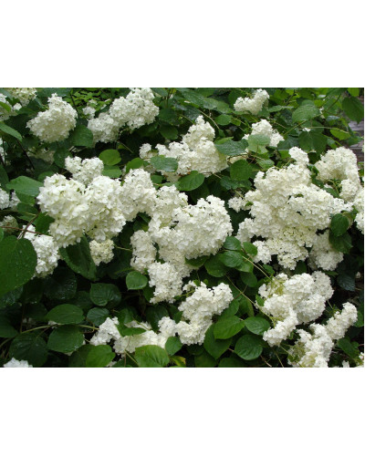 Гортензія деревовидна Грандіфлора | Hydrangea arborescens Grandiflora | Гортензия древовидная Грандифлора