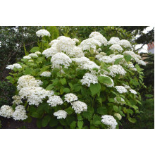 Гортензія деревовидна Грандіфлора | Hydrangea arborescens Grandiflora | Гортензия древовидная Грандифлора