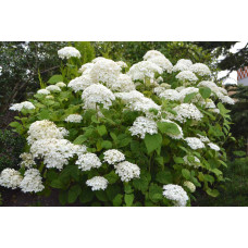 Гортензія деревовидна Грандіфлора | Hydrangea arborescens Grandiflora | Гортензия древовидная Грандифлора