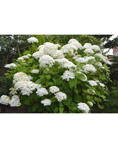 Гортензія деревовидна Грандіфлора | Hydrangea arborescens Grandiflora | Гортензия древовидная Грандифлора