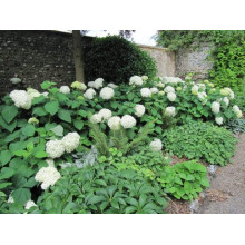 Гортензія деревовидна Грандіфлора | Hydrangea arborescens Grandiflora | Гортензия древовидная Грандифлора