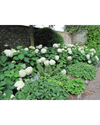 Гортензія деревовидна Грандіфлора | Hydrangea arborescens Grandiflora | Гортензия древовидная Грандифлора