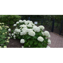 Гортензія деревовидна Грандіфлора | Hydrangea arborescens Grandiflora | Гортензия древовидная Грандифлора