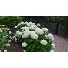 Гортензія деревовидна Грандіфлора | Hydrangea arborescens Grandiflora | Гортензия древовидная Грандифлора