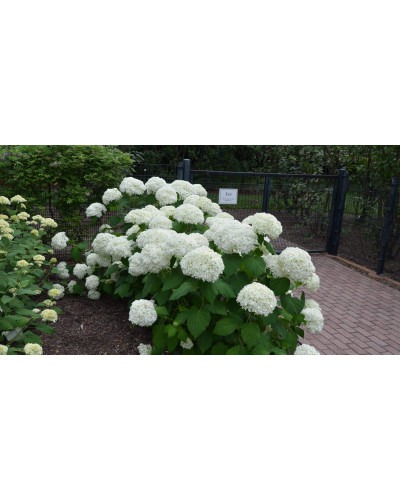 Гортензія деревовидна Грандіфлора | Hydrangea arborescens Grandiflora | Гортензия древовидная Грандифлора
