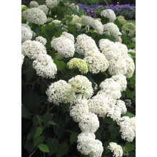 Гортензія деревовидна Грандіфлора | Hydrangea arborescens Grandiflora | Гортензия древовидная Грандифлора