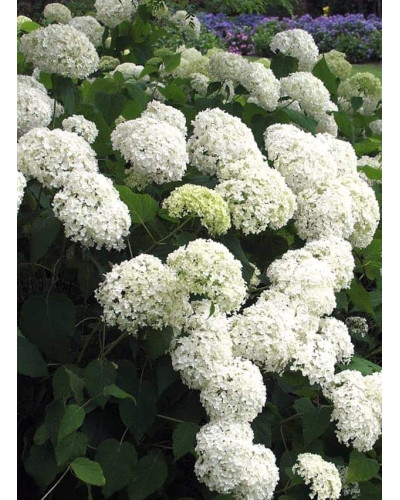 Гортензія деревовидна Грандіфлора | Hydrangea arborescens Grandiflora | Гортензия древовидная Грандифлора