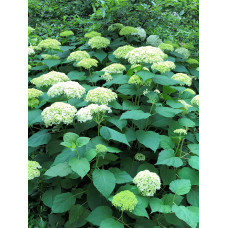 Гортензія деревовидна Грандіфлора | Hydrangea arborescens Grandiflora | Гортензия древовидная Грандифлора