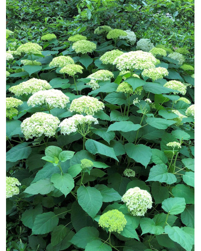 Гортензія деревовидна Грандіфлора | Hydrangea arborescens Grandiflora | Гортензия древовидная Грандифлора
