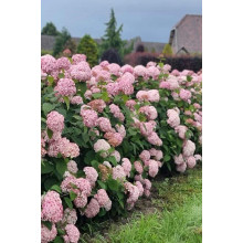 Гортензія деревовидна Кендібель Баблгам | Hydrangea arborescens Candybelle® Bubblegum | Гортензия древовидная Кендибель Баблгам