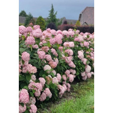 Гортензія деревовидна Кендібель Баблгам | Hydrangea arborescens Candybelle® Bubblegum | Гортензия древовидная Кендибель Баблгам