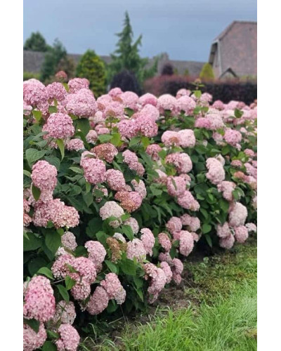 Гортензія деревовидна Кендібель Баблгам | Hydrangea arborescens Candybelle® Bubblegum | Гортензия древовидная Кендибель Баблгам