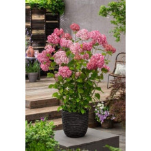 Гортензія деревовидна Кендібель Баблгам | Hydrangea arborescens Candybelle® Bubblegum | Гортензия древовидная Кендибель Баблгам