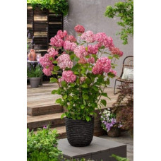 Гортензія деревовидна Кендібель Баблгам | Hydrangea arborescens Candybelle® Bubblegum | Гортензия древовидная Кендибель Баблгам