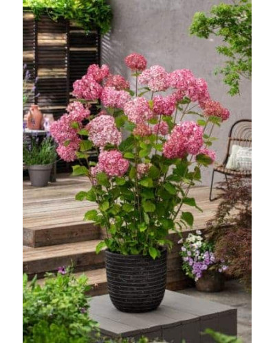 Гортензія деревовидна Кендібель Баблгам | Hydrangea arborescens Candybelle® Bubblegum | Гортензия древовидная Кендибель Баблгам