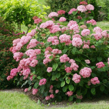 Гортензія деревовидна Кендібель Баблгам | Hydrangea arborescens Candybelle® Bubblegum | Гортензия древовидная Кендибель Баблгам