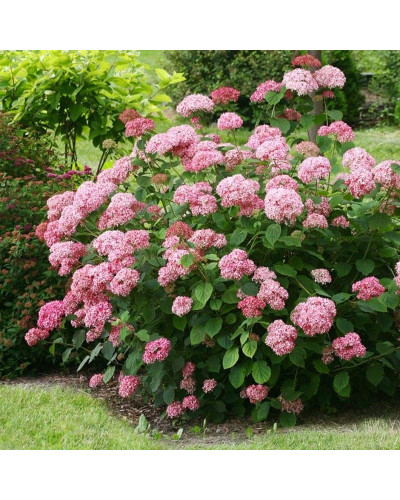 Гортензія деревовидна Кендібель Баблгам | Hydrangea arborescens Candybelle® Bubblegum | Гортензия древовидная Кендибель Баблгам