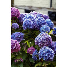Гортензія широколиста Блауер Цверг | Hydrangea macrophylla Blauer Zwerg | Гортензия широколистная Блауэр Цверг