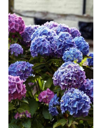 Гортензія широколиста Блауер Цверг | Hydrangea macrophylla Blauer Zwerg | Гортензия широколистная Блауэр Цверг