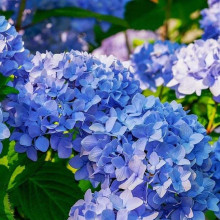 Гортензія широколиста Блауер Цверг | Hydrangea macrophylla Blauer Zwerg | Гортензия широколистная Блауэр Цверг