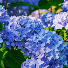Гортензія широколиста Блауер Цверг | Hydrangea macrophylla Blauer Zwerg | Гортензия широколистная Блауэр Цверг