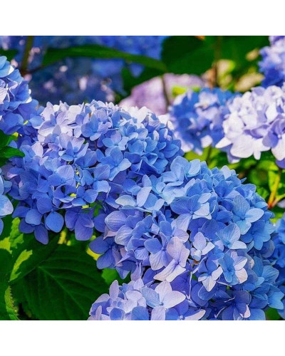 Гортензія широколиста Блауер Цверг | Hydrangea macrophylla Blauer Zwerg | Гортензия широколистная Блауэр Цверг