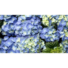 Гортензія широколиста Блауер Цверг | Hydrangea macrophylla Blauer Zwerg | Гортензия широколистная Блауэр Цверг