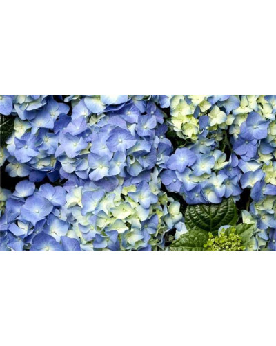 Гортензія широколиста Блауер Цверг | Hydrangea macrophylla Blauer Zwerg | Гортензия широколистная Блауэр Цверг