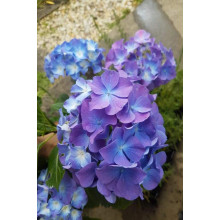 Гортензія широколиста Блауер Цверг | Hydrangea macrophylla Blauer Zwerg | Гортензия широколистная Блауэр Цверг