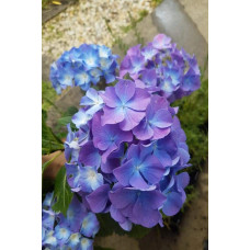 Гортензія широколиста Блауер Цверг | Hydrangea macrophylla Blauer Zwerg | Гортензия широколистная Блауэр Цверг