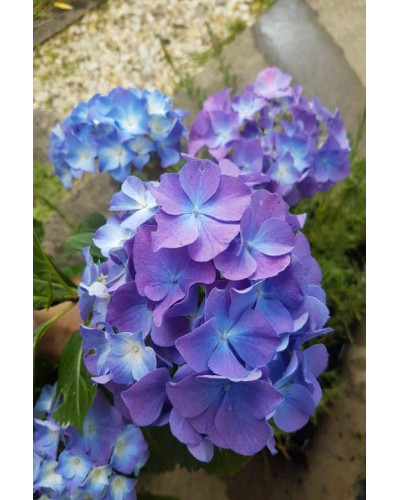 Гортензія широколиста Блауер Цверг | Hydrangea macrophylla Blauer Zwerg | Гортензия широколистная Блауэр Цверг