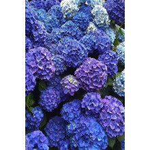 Гортензія широколиста Боденсі | Hydrangea macrophylla Bodensee | Гортензия широколистная Боденси