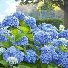 Гортензія широколиста Боденсі | Hydrangea macrophylla Bodensee | Гортензия широколистная Боденси