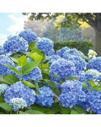 Гортензія широколиста Боденсі | Hydrangea macrophylla Bodensee | Гортензия широколистная Боденси