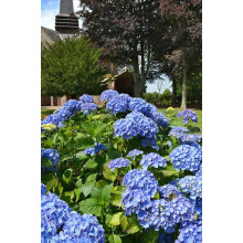 Гортензія широколиста Боденсі | Hydrangea macrophylla Bodensee | Гортензия широколистная Боденси