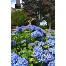 Гортензія широколиста Боденсі | Hydrangea macrophylla Bodensee | Гортензия широколистная Боденси