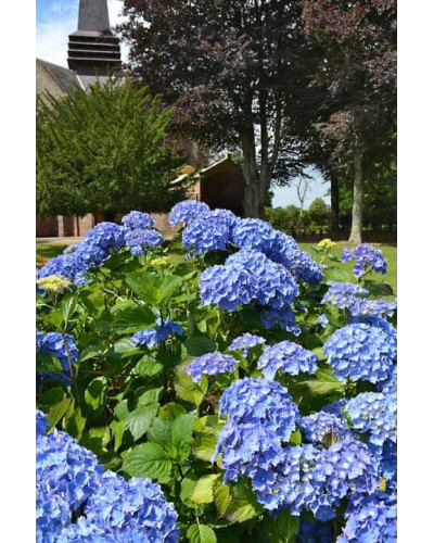 Гортензія широколиста Боденсі | Hydrangea macrophylla Bodensee | Гортензия широколистная Боденси