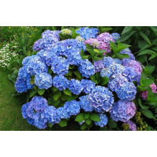 Гортензія широколиста Боденсі | Hydrangea macrophylla Bodensee | Гортензия широколистная Боденси