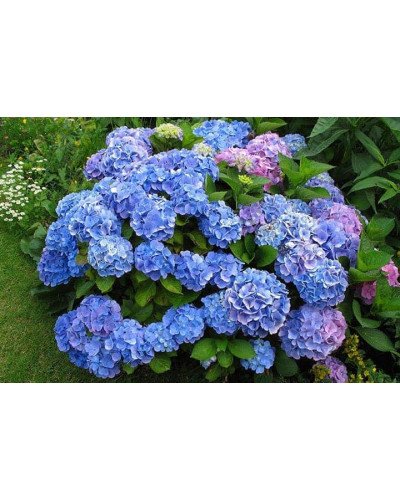 Гортензія широколиста Боденсі | Hydrangea macrophylla Bodensee | Гортензия широколистная Боденси