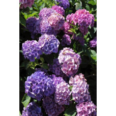 Гортензія широколиста Боденсі | Hydrangea macrophylla Bodensee | Гортензия широколистная Боденси